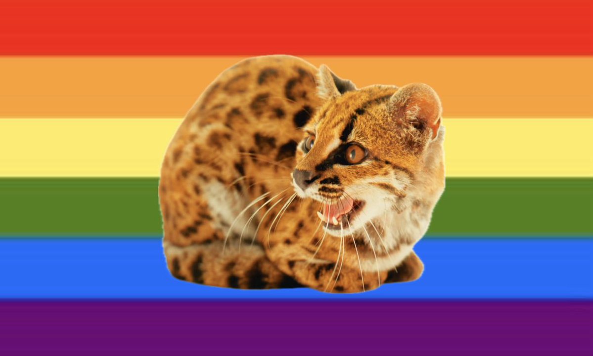 gKranberry's tweet photo. last one i swear

new cat lgbtq+ flag, for the lgbtq+ that love the new cat https://t.co/TCLdWW6Nc2
