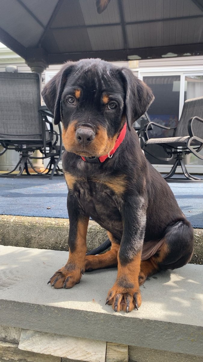 631Vintage's tweet photo. Is she cuter now or then? 🖤
https://t.co/WS3Nn52xE6
#dayz #rottweiler #namalsk #twitchstream https://t.co/jfejNuTzXs