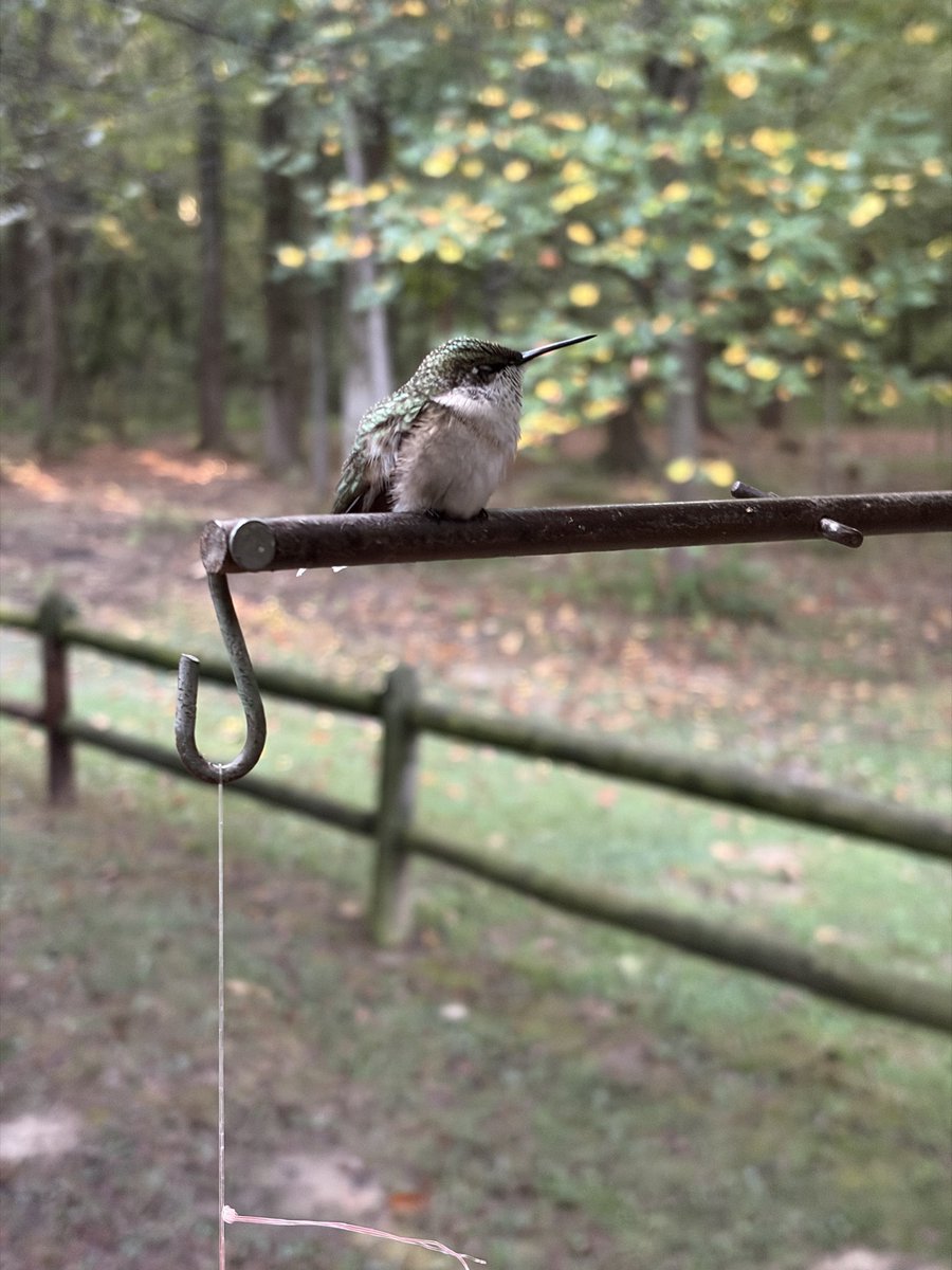 faikittyy's tweet photo. please appreciate this astonishingly fat juvenile hummingbird at my work today, baby was positively Rotund https://t.co/l93Q2KcTdp