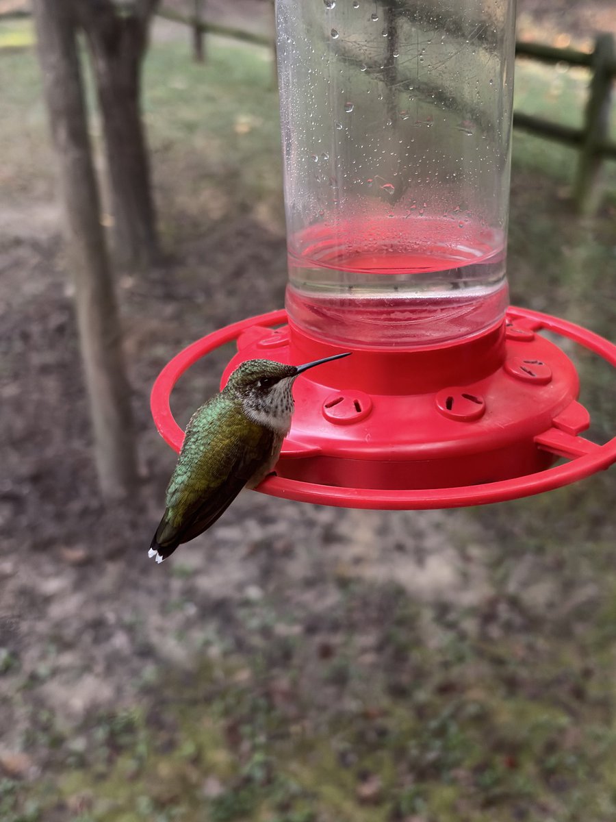 faikittyy's tweet photo. please appreciate this astonishingly fat juvenile hummingbird at my work today, baby was positively Rotund https://t.co/l93Q2KcTdp