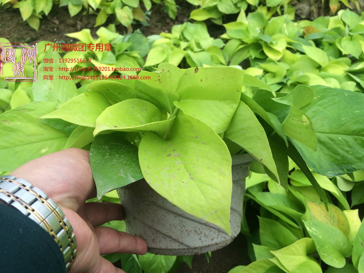 tgldoa's tweet photo. Pro tip for your pothos: Let the top 2 inches of soil dry out between waterings → it’ll grow lush u0026 bright! https://t.co/nPjosPDHPc