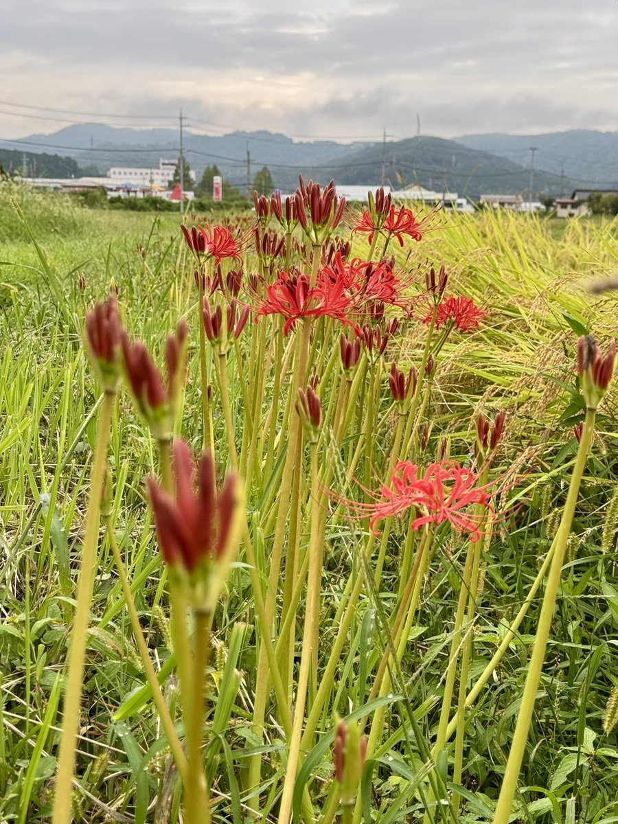 norisuke0308's tweet photo. 曇天☁️
雨は午後降るかも☔️
彼岸花はあと4〜5日で満開。秋の彼岸にも間に合いそう✨👌
#acacia
#幸せになるために https://t.co/5pGRew6kQL