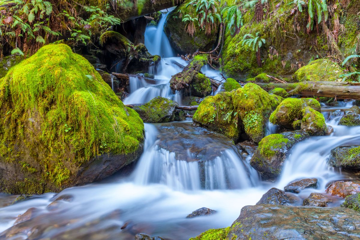 photoshoopshop's tweet photo. Mossy Cascade. A small fall stepping down through moss covered rock.

#fineartphotography #landscapephotography #naturephotography #photoshoop https://t.co/ZLHtIWSQoj