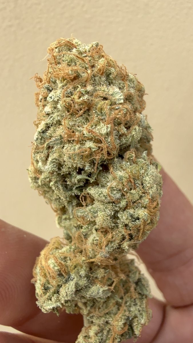 TeesMadRide's tweet photo. Well here is the ‘92 OG kush harvest from @OSCseeds_clones and thats the whole plant! For growing to be queen from a runt, the bud structure is quite consistent! Solid buds and a nose burner on exhale. Has a sweet citrus aroma when chopped with scissors cause she’s so sticky! This is second strain harvest by @OSCseeds_clones and both has outperformed and is top tier in my book front to back + results. 
Stay gifted and stay lifted! 
Cheers! 🔥🌲💨🤘🏾🎸🎧🤘🏾
@Mmemberville_