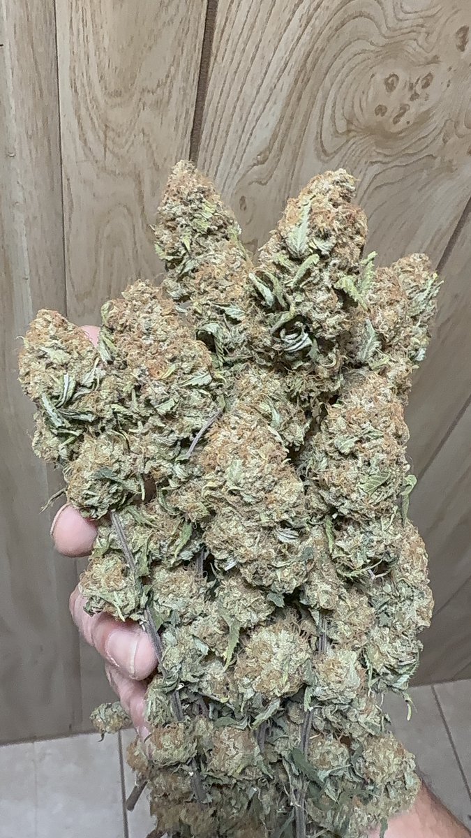 TeesMadRide's tweet photo. Well here is the ‘92 OG kush harvest from @OSCseeds_clones and thats the whole plant! For growing to be queen from a runt, the bud structure is quite consistent! Solid buds and a nose burner on exhale. Has a sweet citrus aroma when chopped with scissors cause she’s so sticky! This is second strain harvest by @OSCseeds_clones and both has outperformed and is top tier in my book front to back + results. 
Stay gifted and stay lifted! 
Cheers! 🔥🌲💨🤘🏾🎸🎧🤘🏾
@Mmemberville_