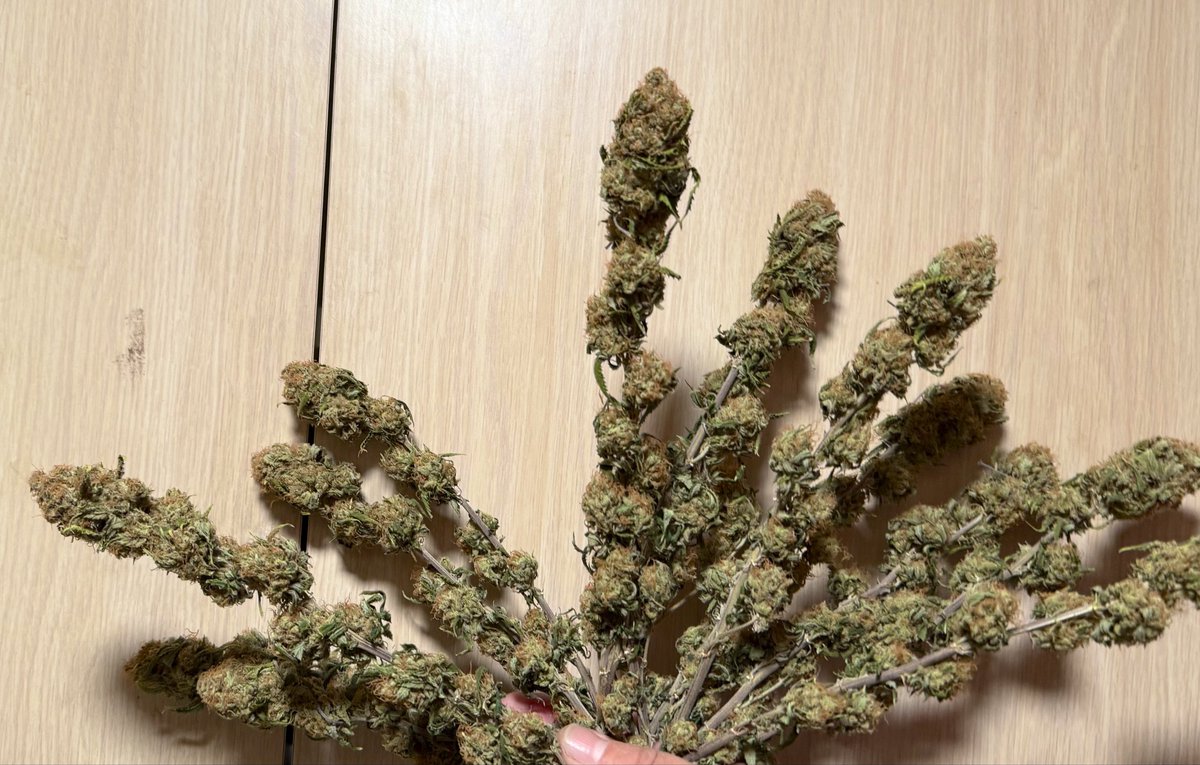 TeesMadRide's tweet photo. Well here is the ‘92 OG kush harvest from @OSCseeds_clones and thats the whole plant! For growing to be queen from a runt, the bud structure is quite consistent! Solid buds and a nose burner on exhale. Has a sweet citrus aroma when chopped with scissors cause she’s so sticky! This is second strain harvest by @OSCseeds_clones and both has outperformed and is top tier in my book front to back + results. 
Stay gifted and stay lifted! 
Cheers! 🔥🌲💨🤘🏾🎸🎧🤘🏾
@Mmemberville_