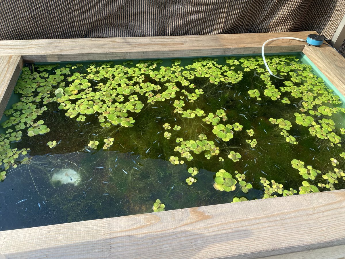 kool_jp_'s tweet photo. これ全部今年生まれのメダカちゃんなのだぜ₍₍ (ง* ॑꒳ ॑*)ว ⁾⁾
この環境で喜んでくれてるのかしら🙄 https://t.co/ExLiMG4c4j