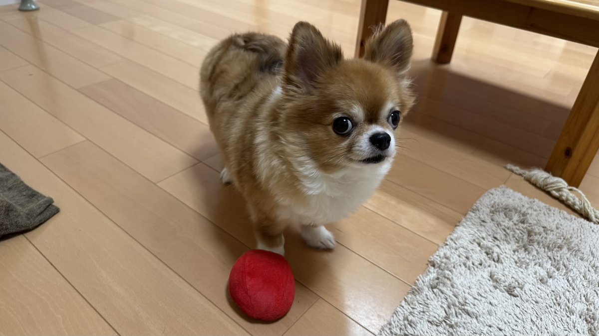 oooohanamaru's tweet photo. おはよー🐶だワン！

#チワワ党 #しじみ目犬 https://t.co/2X9KqzibNp