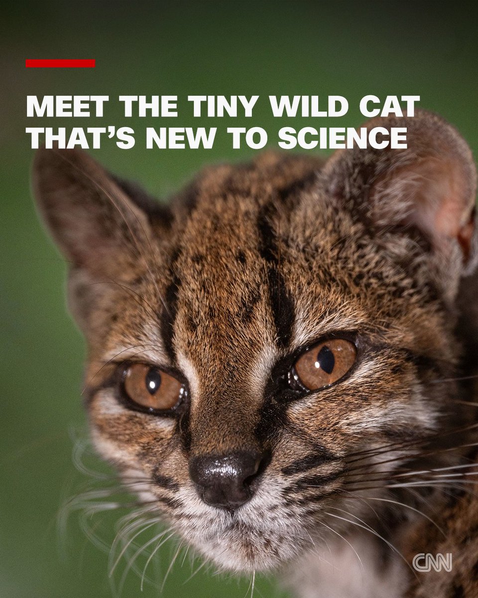 CNN's tweet photo. A diminutive wild cat that inhabits Bolivia’s cloud forest has been identified as a previously unknown species, marking the first time a new living cat species has been formally named and described in more than a century. https://t.co/sRXumUk081 https://t.co/9QyZAZ1rYF