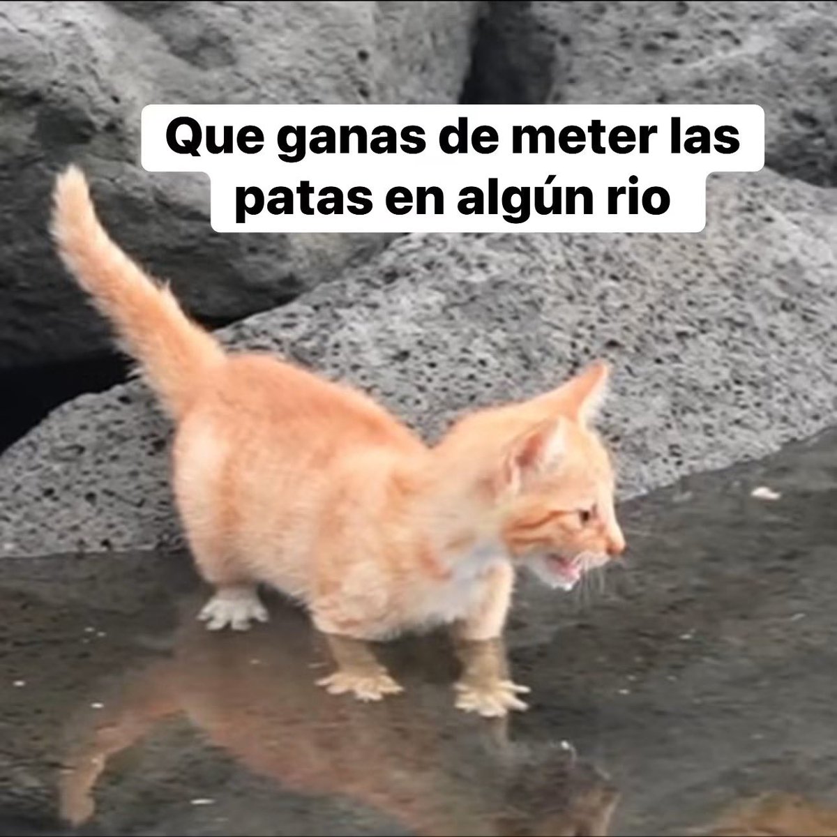 nacional_memes's tweet photo. 🐱 https://t.co/ThmcuWnmSl
