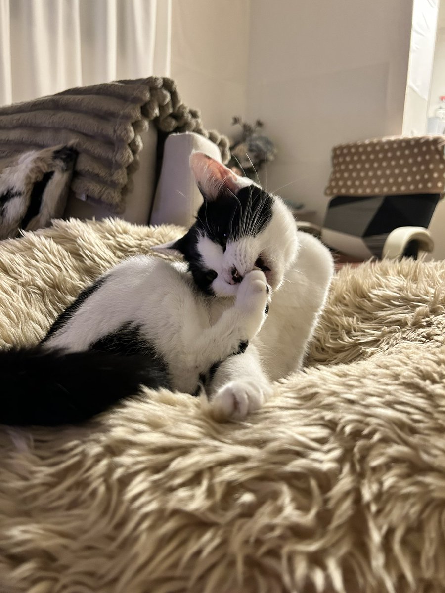 bon_kinen's tweet photo. おはにゃん😸
あーん🍚😋🐾 https://t.co/6aO9oOEPWS
