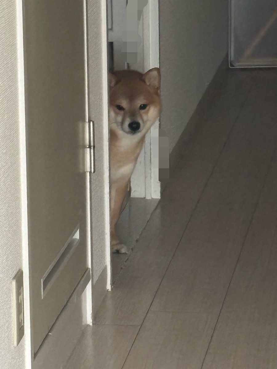 yuru_chamu's tweet photo. 監視犬 https://t.co/BDuxGbkIEp