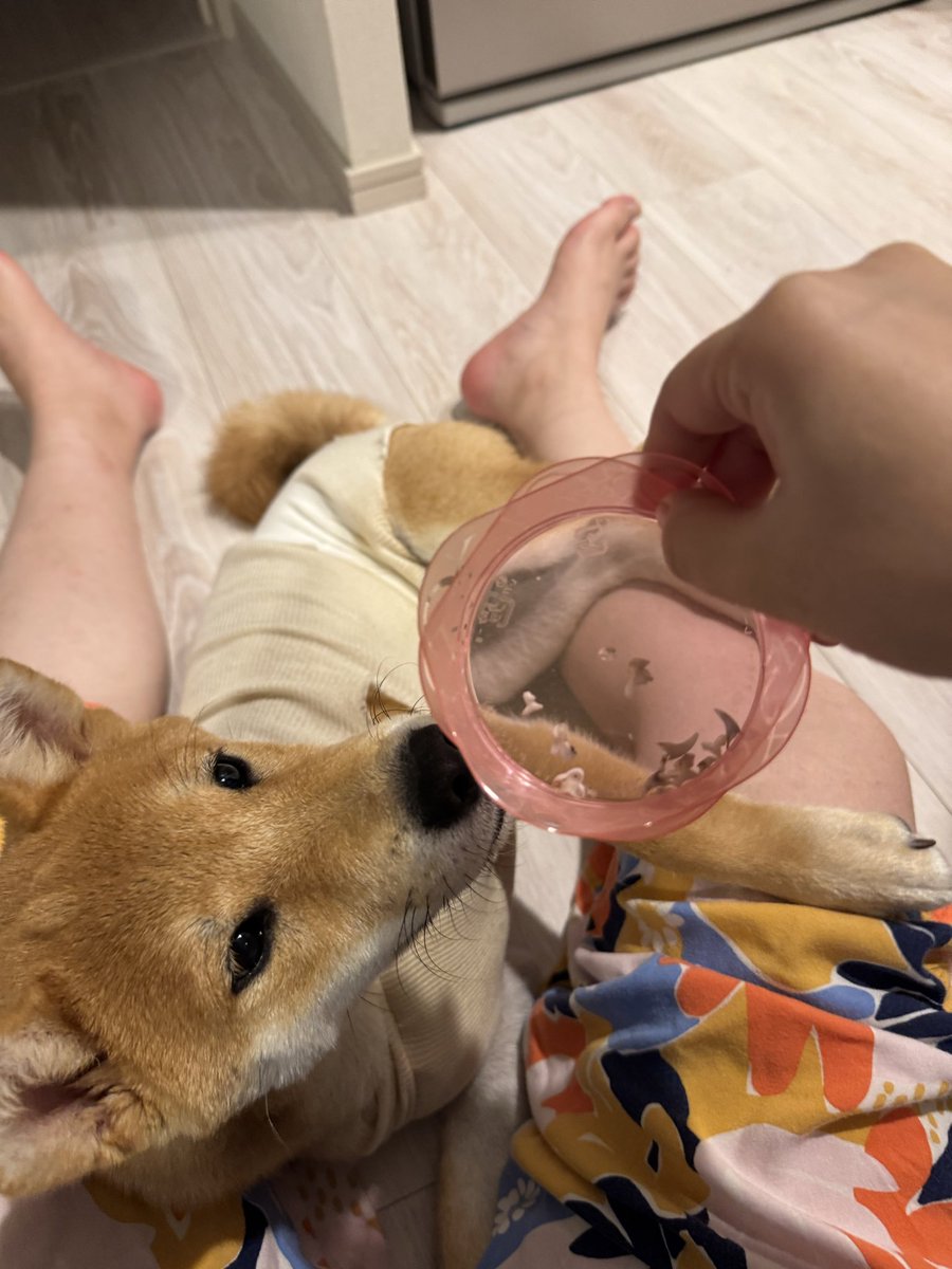 moon_260330's tweet photo. いつの間にやら歯が全部生え変わってたムンちゃんと、ﾆﾝｹﾞﾝが集めた乳歯コレクション🦷
#柴犬ムンちゃん #柴犬 https://t.co/y0uJCHwEbr