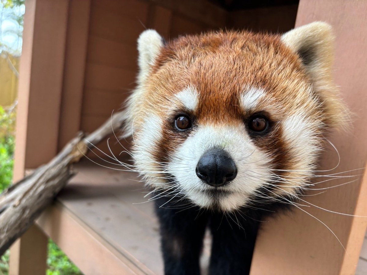 _seaparadise_'s tweet photo. ＼9/19は #国際レッサーパンダデー 🪶／

9/19(土)～23(水)の期間限定で特別イベントを行います💡
展示しているポスターを見てアンケートへのご協力をお願いします🌟

皆さまのご来館をお待ちしています🫶

📍#アクアミュージアム

#横浜・八景島シーパラダイス #八景島 #シーパラ #レッサーパンダ https://t.co/Vcq1awLZX0