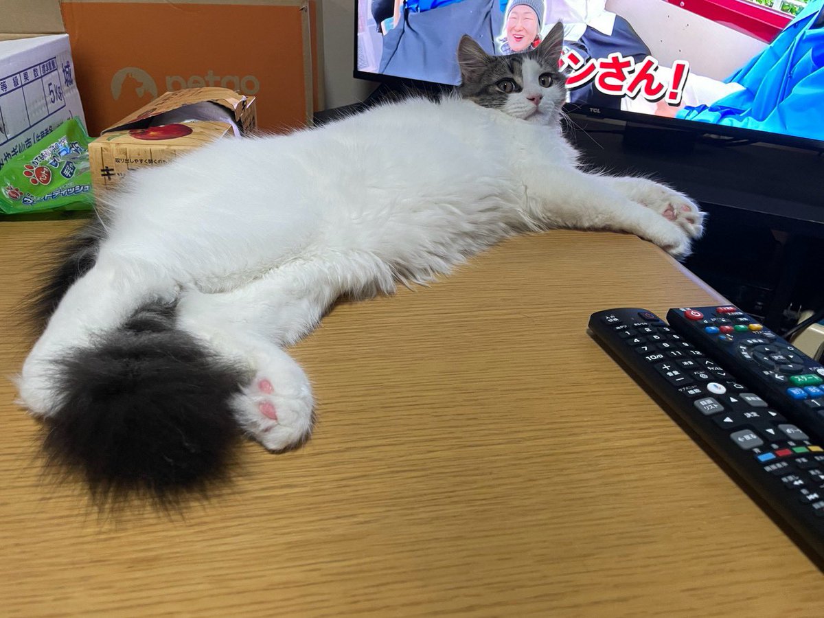 okina_hanabusa's tweet photo. 今日仕事やっつければ…
ﾌﾌﾌｯ
モフモフしてスーハーしまくるっ
( ^ω^ ) https://t.co/JfpKuKSvNh