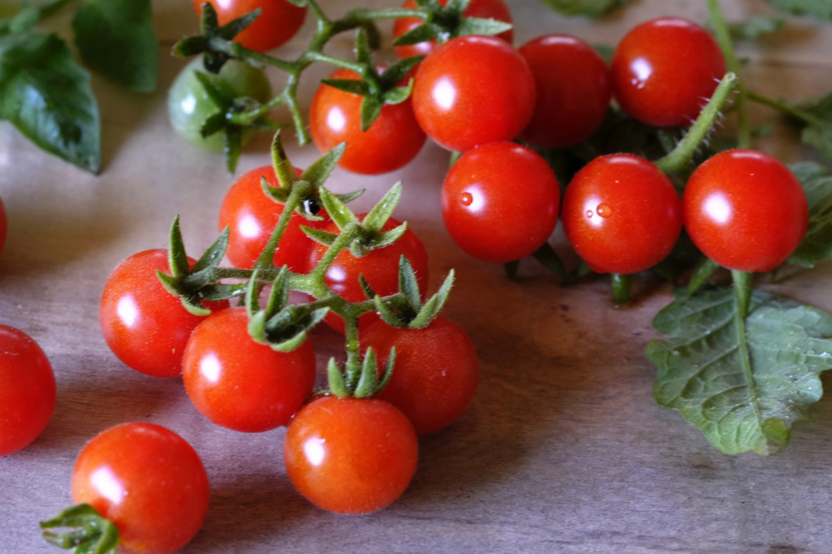 GangmidE42531's tweet photo. This juicy, sun-ripened cherry tomato bursts with natural sweetness—perfect for salads or snacking! A must-have fresh veggie for summer meals.， https://t.co/4i3YTE9Euk