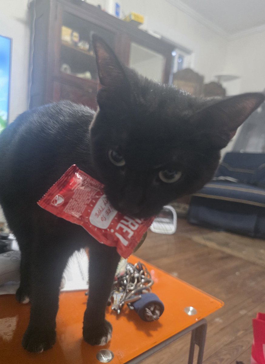 dracuula98's tweet photo. Little fucking fiend trying to steal literally all of my taco bell https://t.co/ZQzpbtW5Ff