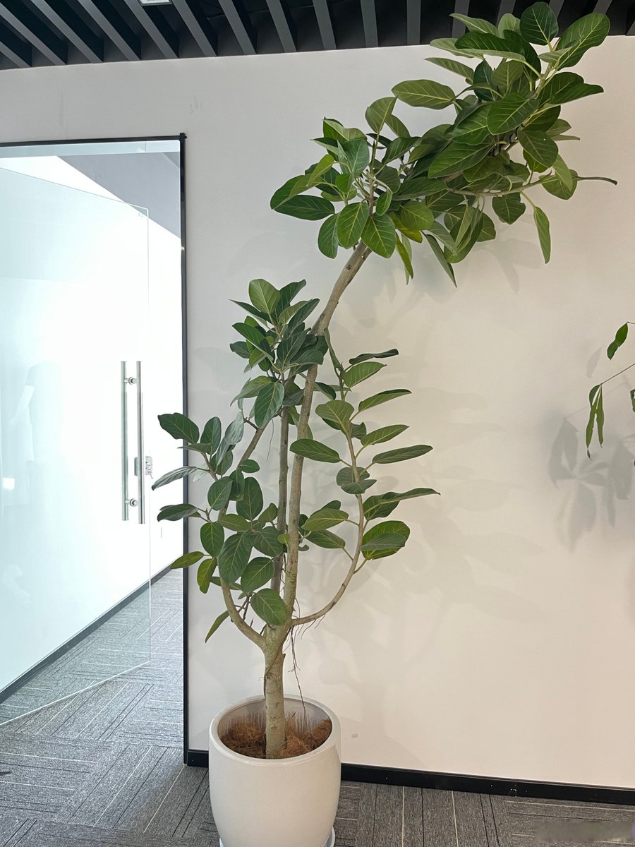 lovehsjh's tweet photo. Got 10 mins of free time My desk plant is judging my browser tabs. https://t.co/bmYDN0uyeA