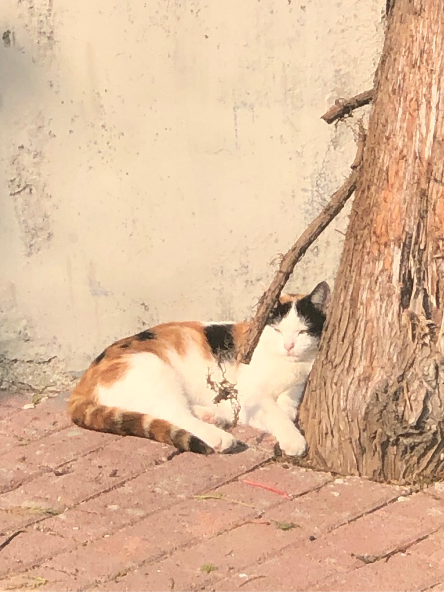 mp5sds's tweet photo. Hey! Saw your new cat post – their little paws are adorable! Would love to swap pet pics sometime ， https://t.co/PsJHOOkXv0