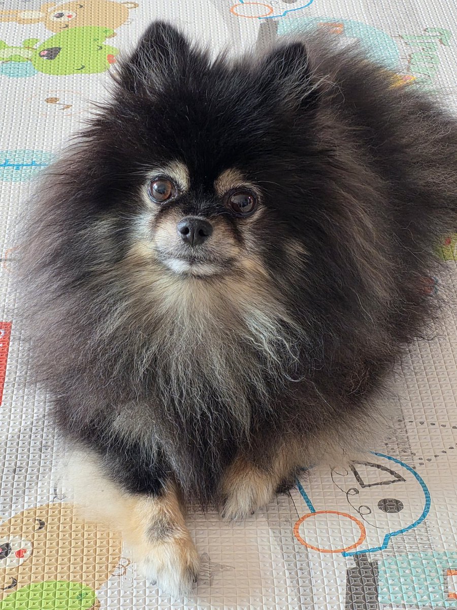 marcieheart's tweet photo. 오늘 왜 이렇게 이뿌지?
엄마 이불에 쉬한거 미안하긴 한가보구나.
요렇게 턱 받치고 앉은거보니 https://t.co/ruie34QbaI
