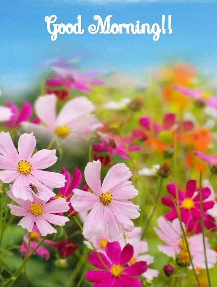 SMOHAN74515100's tweet photo. அன்புடன் இனிய காலை வணக்கங்கள் 
நண்பர்களே.
Happy Friday. 
🙏🙏🌹🌺🌷🌺 https://t.co/LYbY9SWX38