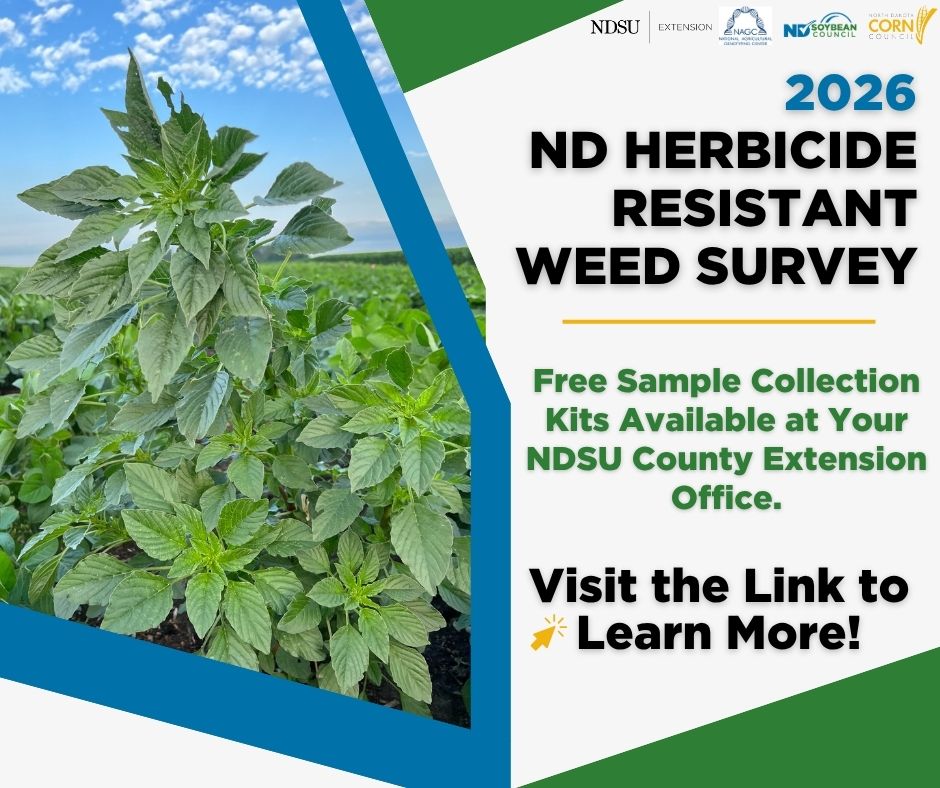 NDSoybean's tweet photo. The ND Herbicide Resistant Weed Survey is back! To combat herbicide-resistant weeds, ND Corn Utilization Council, NDSU Extension, @nagclab and NDSC invite agronomists and soybean farmers to participate in the Herbicide Resistant Weed Survey by collecting pigweed and kochia leaves from regions of North Dakota. 🌱 To learn more about this statewide survey, visit https://t.co/3fwHK8wad6