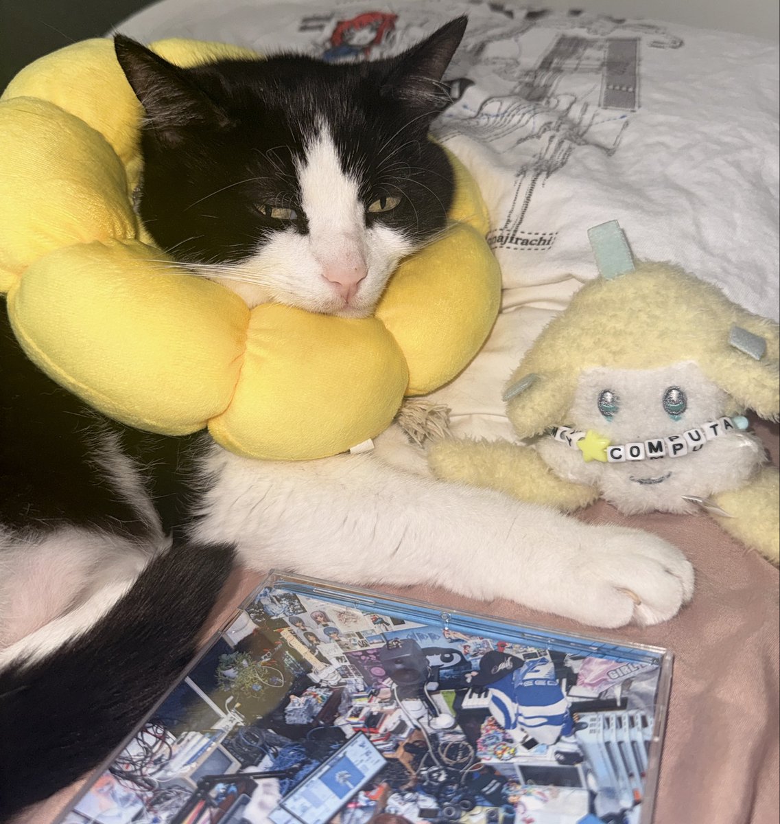 usahanat's tweet photo. ninacamina tonite queen? please here is my cat @ninajirachi https://t.co/kbquNQalC1