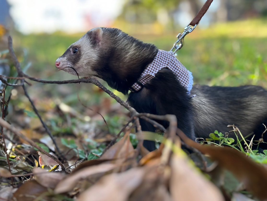 DoretheaParff's tweet photo. We welcomed a ferret! Introducing him! His name is Raja. 🏠 2023/12/09 ♂
🎂 2023/5/14 https://t.co/F2se3H6K7K