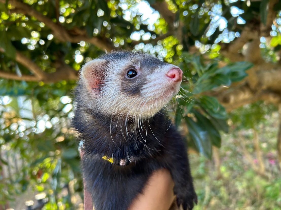 DoretheaParff's tweet photo. We welcomed a ferret! Introducing him! His name is Raja. 🏠 2023/12/09 ♂
🎂 2023/5/14 https://t.co/F2se3H6K7K