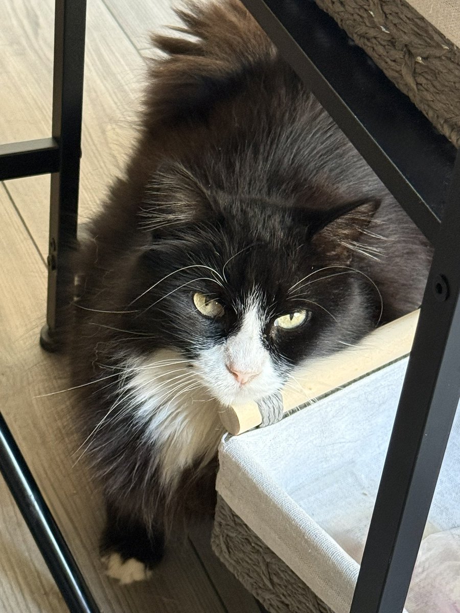 TRHLofficial's tweet photo. Was filming my Constitution Day video earlier, felt somebody watching me, looked down and saw a non-grumpy Figaro ❤️ https://t.co/D8dNeZ5dJv