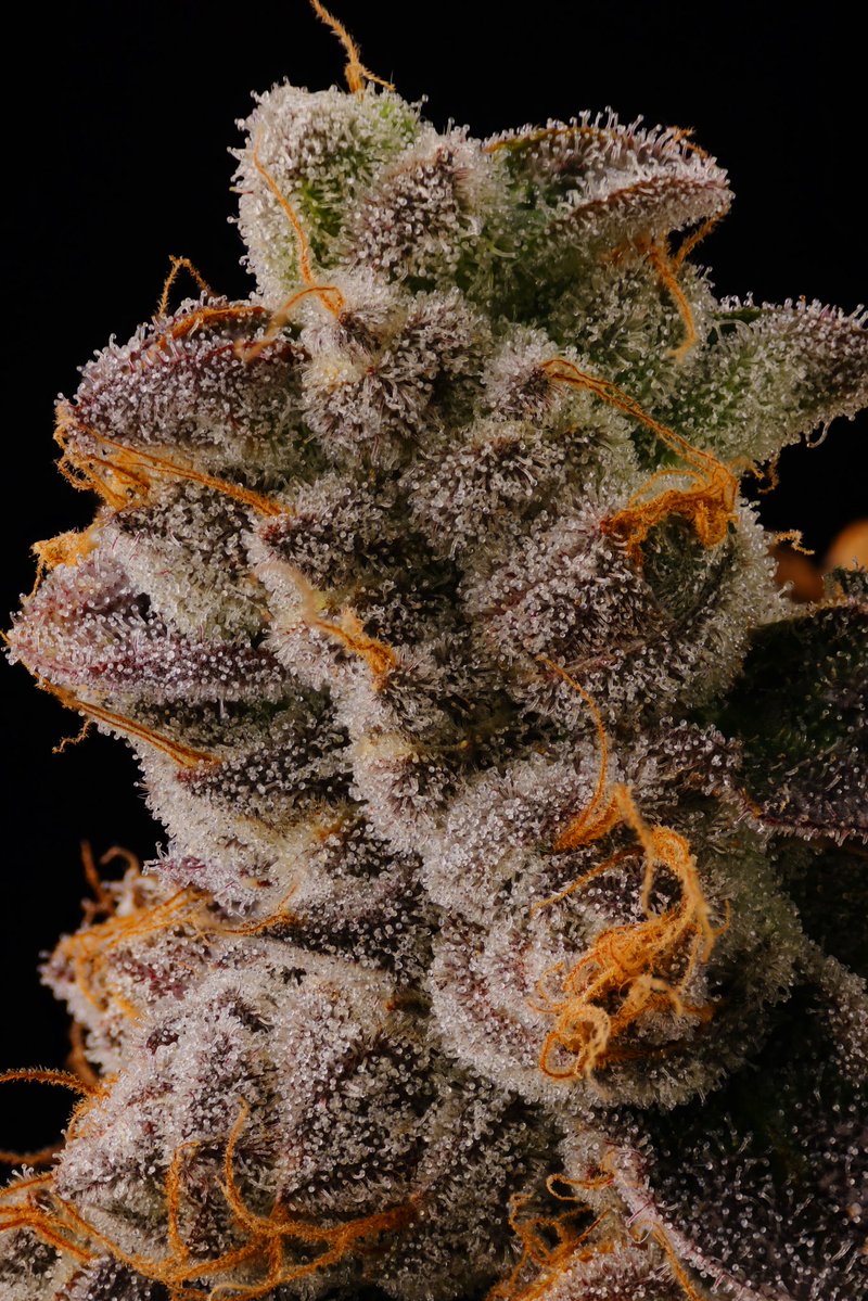 JBeezySJG's tweet photo. Hope you’ve all been well and staying out of the Twitter finger drama 😆. Anywho, pictured here is Wedding Cake x Sour Straws . This one has an offensively loud Cake aroma and flavor that translates throughout the Jay. 🙏👊 https://t.co/ffiuyBZ63B