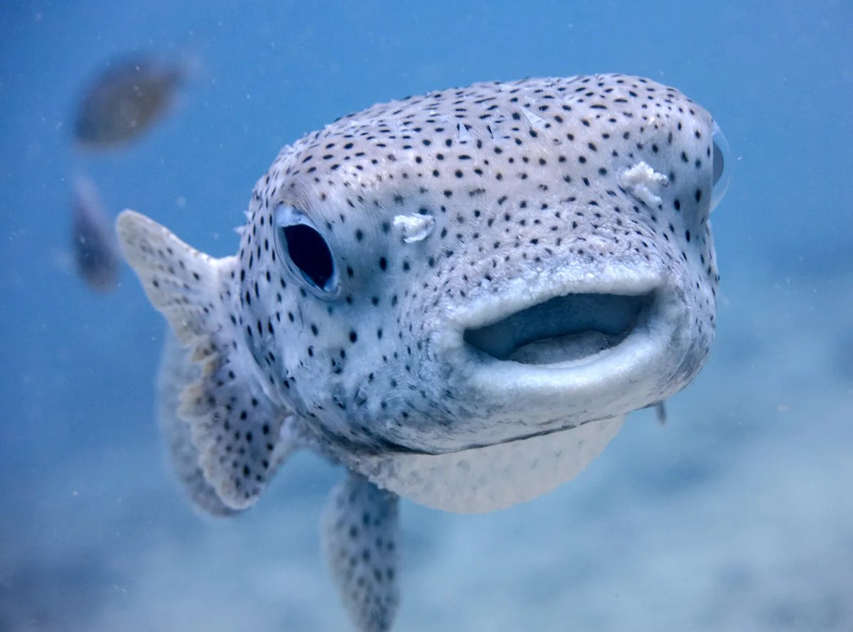 Undead_VT's tweet photo. I am a fish https://t.co/QgpTvN8Uuj