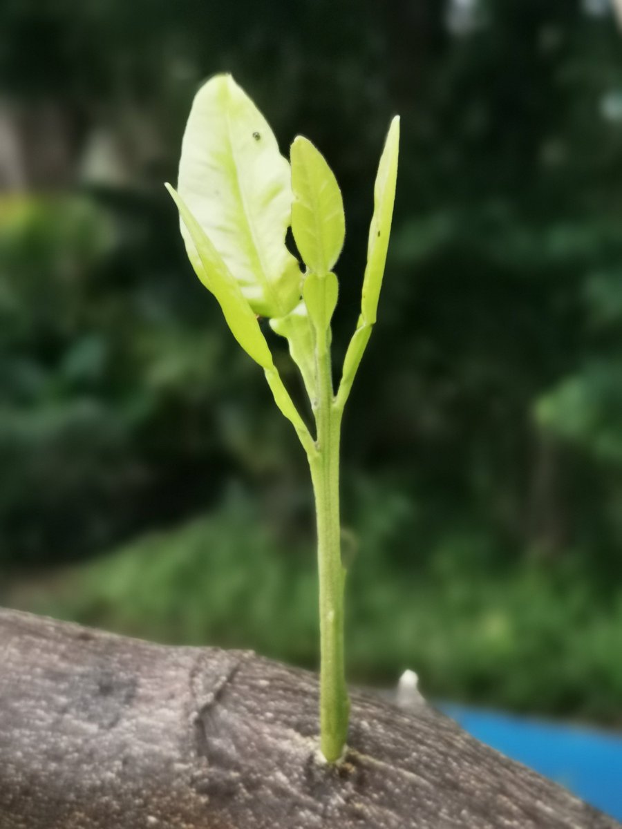 osy0830's tweet photo. Growth isn’t about erasing the old you—it’s about letting the better parts of you take root, one small brave step at a time.， https://t.co/Rif3IXuRes