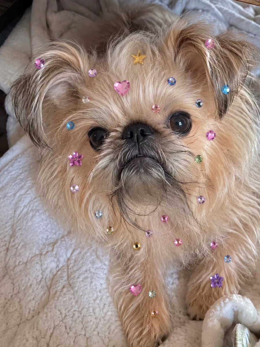 StephaniClkxp's tweet photo. Be yourself—unless your mom spots a trend. Then apparently, get bedazzled. Jaggy stayed sticker-free. A Jaggy a day keeps the blues away. https://t.co/zC6gvK37kW
