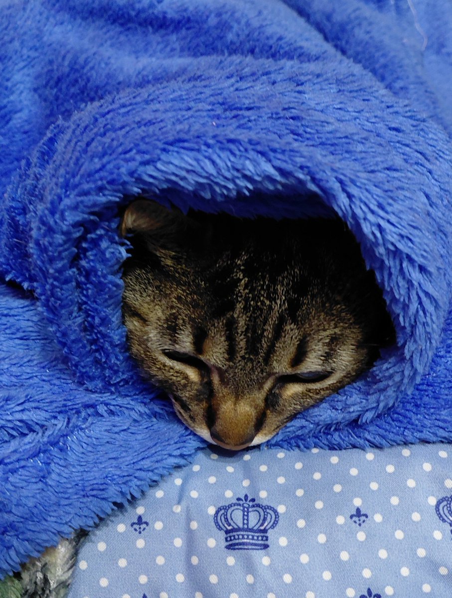 pupycatt's tweet photo. tutorial de enroladinho de gato pro frio https://t.co/deC1mWF4iV
