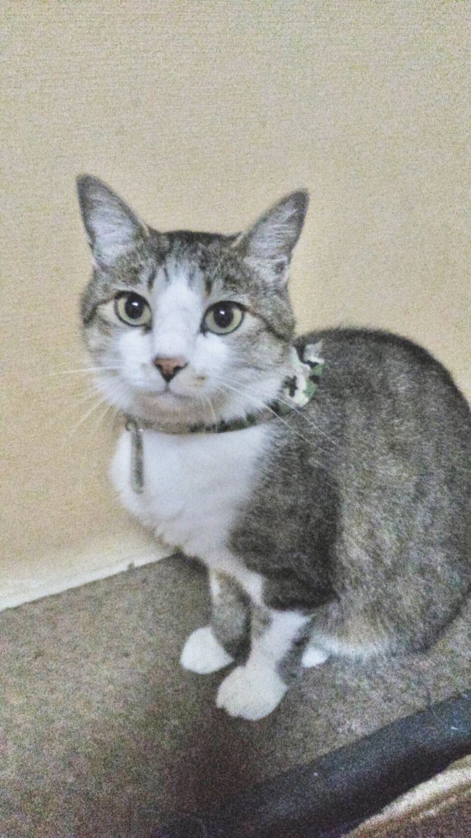 privateeye_pet's tweet photo. 【迷子猫を探しています‼️】

磐田市下大之郷付近にて
9月14日から行方不明になりました💦

目撃した方はリプライやDMをいただけますと幸いです🙇‍♂️

名前：さくちゃん
性別：オス（去勢済）
年齢：8歳
特徴：臆病
　　　痩せている
　　　水色の首輪
　　　今、声があまり出ない

#迷子猫 #猫 #迷い猫 #静岡県 #磐田市 #拡散希望 #迷子ペットを守りたい