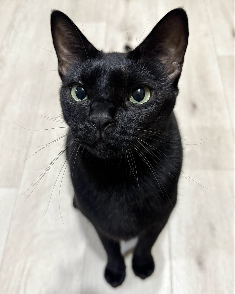 NenekokoC's tweet photo. 猫界一の美女✨💃🐈‍⬛😻

※異論は辛うじて認めますw

#親バカ #猫バカ

#ねね #ねねここ
#猫 #黒猫 #くろねこ #保護猫 #blackcat https://t.co/dvxuCObkBL