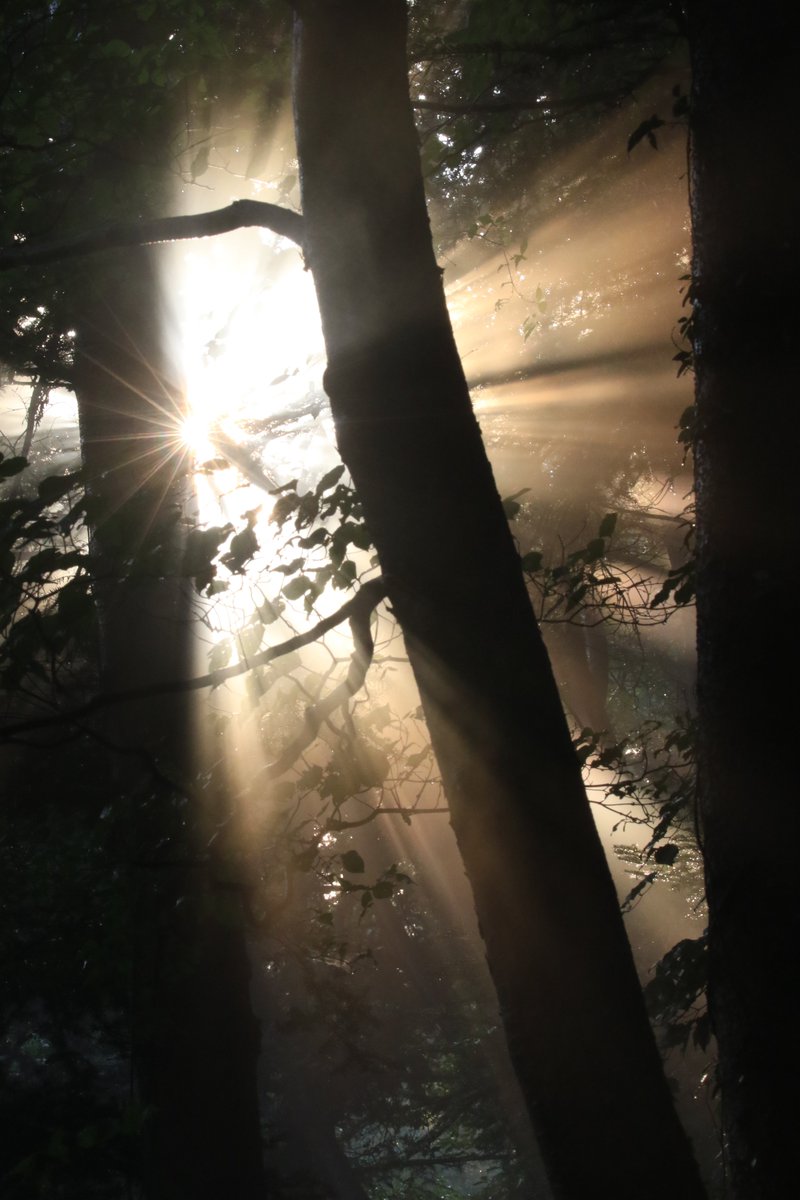 takaovc's tweet photo. 天気：晴　気温：18.0℃　富士山展望：×

昨日の高尾山ではこんな光景が見られました👀
あまりの美しさに長いこと目を奪われてしまいました✨
写真で伝わるかな…

#高尾ビジターセンター #高尾山 https://t.co/FLCqAAphbs