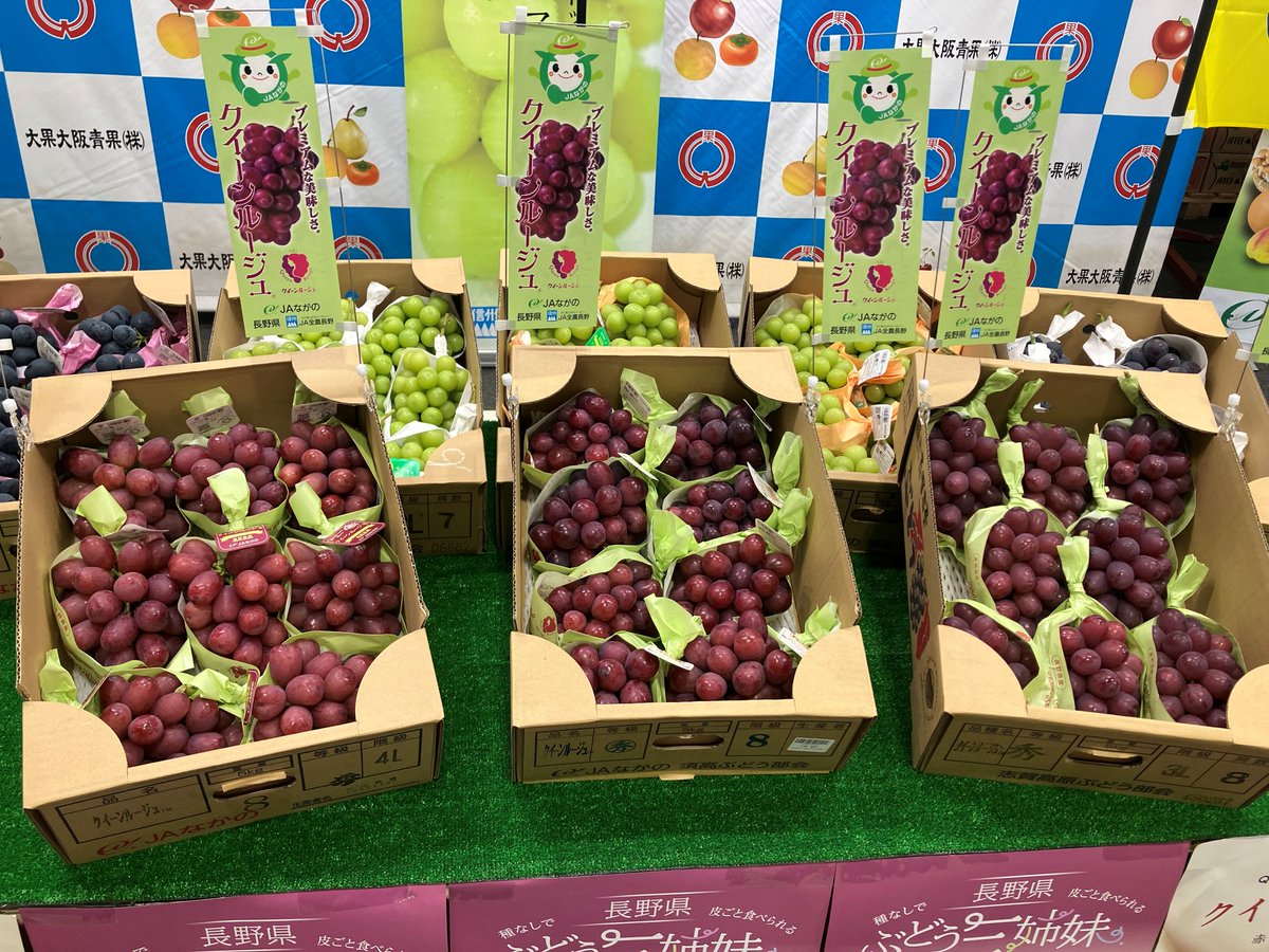 shijyoosaka's tweet photo. 本場です。本日、大果大阪青果㈱の卸売場で、『JAながのクイーンルージュトップセールス』が行われました。
長野県生まれの赤色ブドウである「クイーンルージュ」は、種なしで皮ごと食べられる甘みの強いブドウです。
これから旬な「クイーンルージュ」の濃厚で上品な甘みをぜひご賞味ください。 https://t.co/5Dn54GbrUI