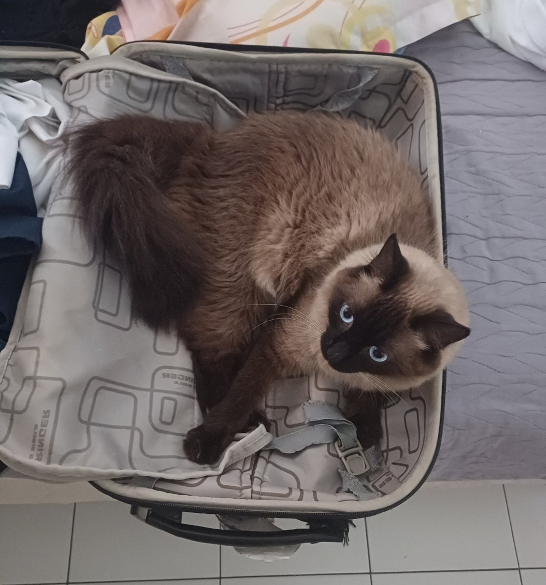 erirraneboy's tweet photo. Anne acabou de chamar Keiko de cu de mochila https://t.co/FNMzQhqFVv