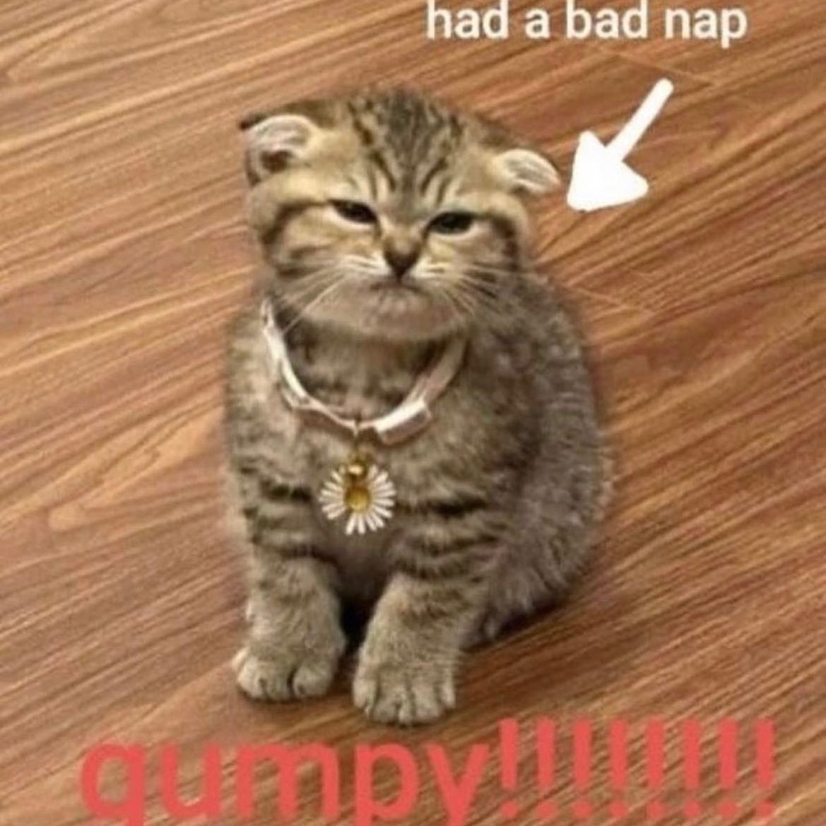 PunchingCat's tweet photo. https://t.co/Q9cFmjxBZZ