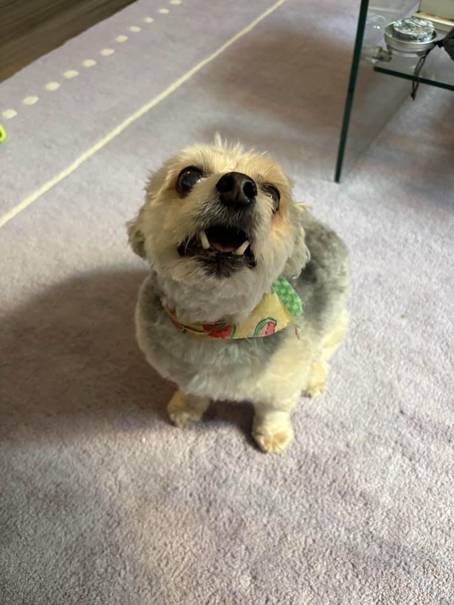 femaleleftbrain's tweet photo. This stupid freak tried to tell me they’re doing antisemitism at the dog groomer https://t.co/HnWzmv2FKl
