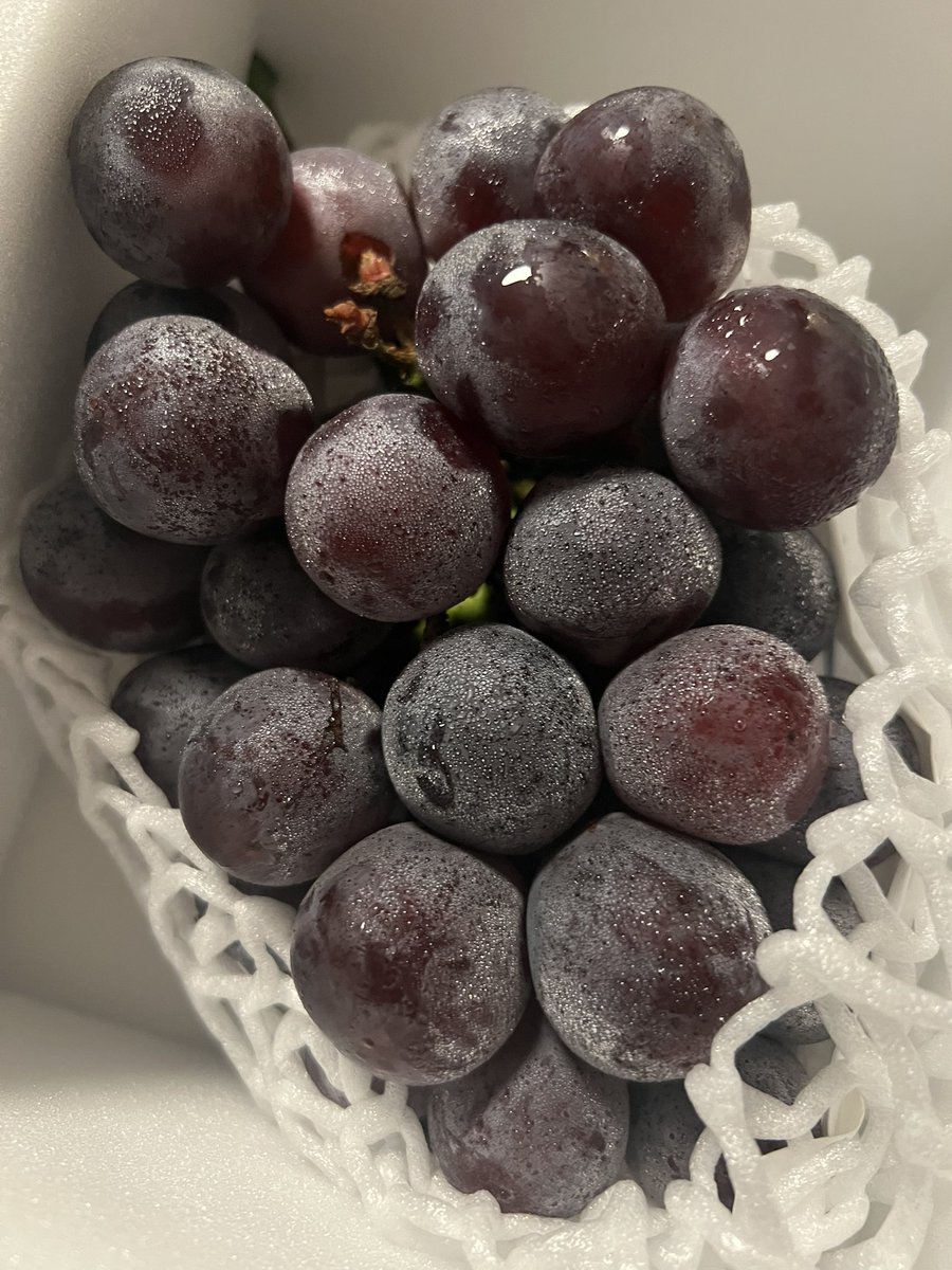 kiritanimanami4's tweet photo. 大黒天物産から大粒ピオーネ到着🍇
秋の味覚🥰　#株主優待 https://t.co/ewQzfWN71P