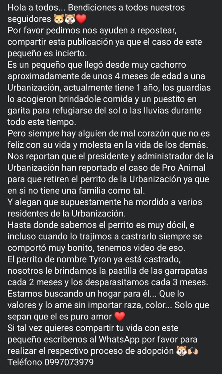 DefensoresAn's tweet photo. #Guayaquil
Por favor ayuda a difundir el caso de este pequeño peludo, que necesita un hogar urgente ya que lo han sacado de la garita en la Urbanización en la que vive desde cachorro por orden de la administración de tal lugar... En las imágenes explicamos toda la información 🙏🏻 https://t.co/g85GFNsvCl
