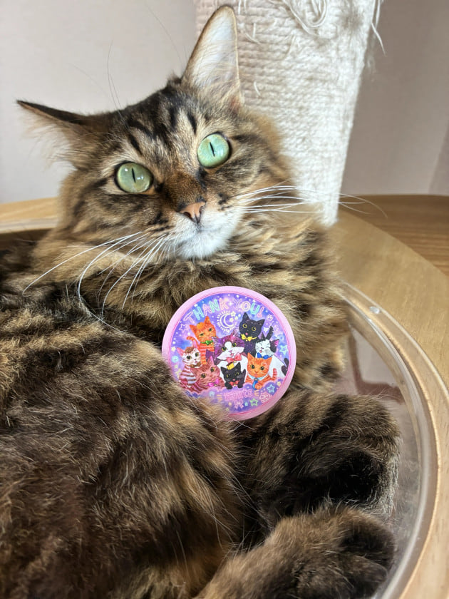 mmts_Nakano's tweet photo. ＼動物愛護週間🐈‍⬛🐾／

mmtsは売上の一部を動物愛護団体に寄付しています。

『多くの方に動物の愛護への理解・関心を深めてもらいたい』

それが願いです。

動物愛護週間期間中、オリジナルステッカーをプレゼント💓

詳細はこちらのBLOGからご確認ください😸🔗
https://t.co/DIDTfKJTRx https://t.co/tPTrj7xwxC