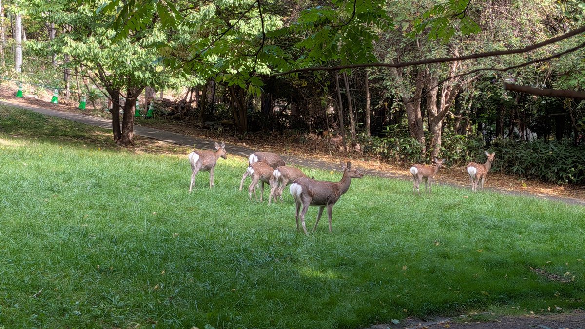 la_la_lamuko's tweet photo. 旭山記念公園に鹿さん居た🦌 https://t.co/01jIzmKvpP