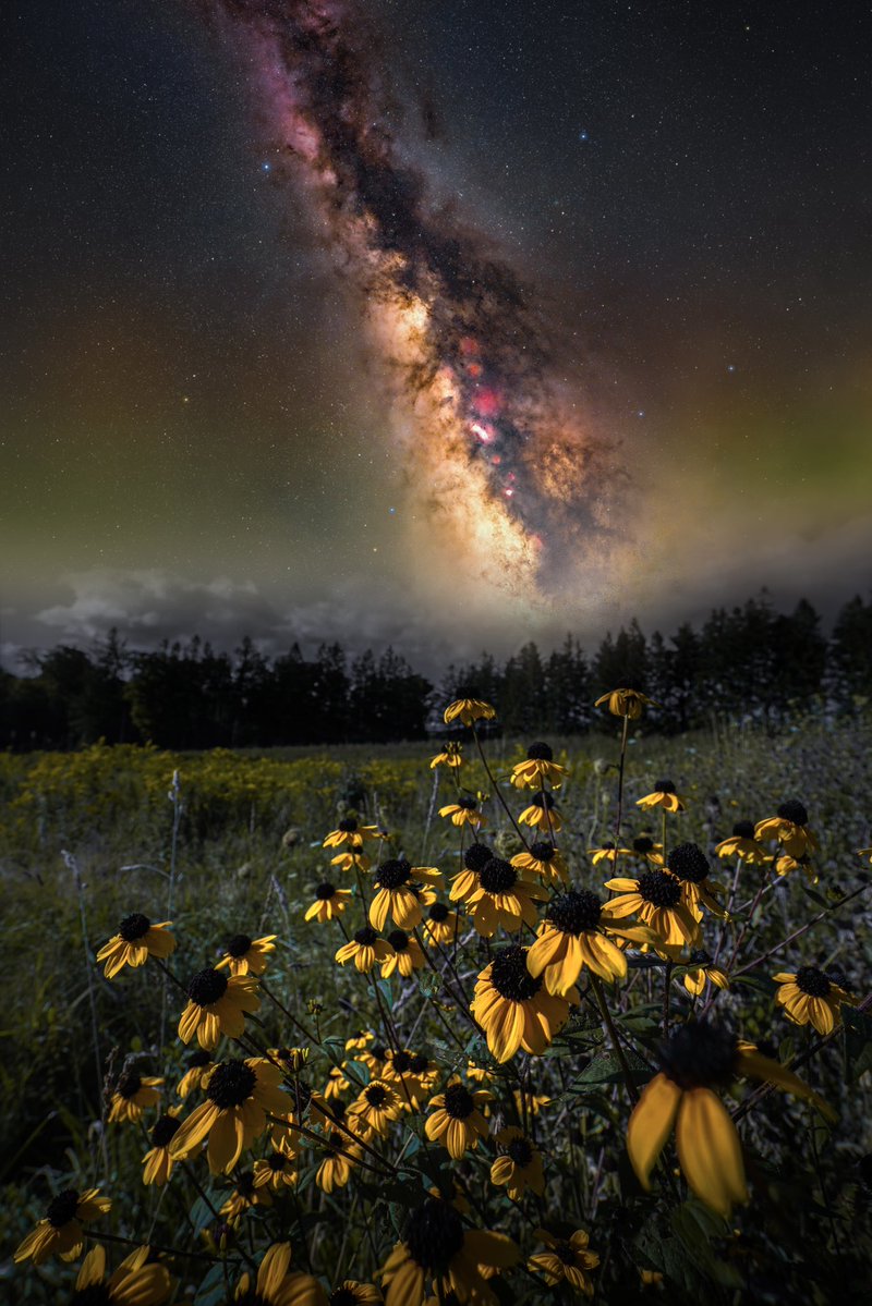 GavinDeVicePic's tweet photo. Camping in a field of wildflowers>>

📍Cherry Springs State Park https://t.co/bcXsNfek0m