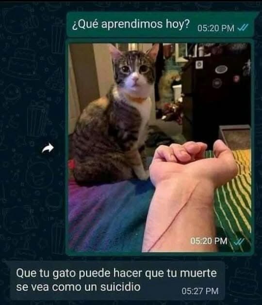 marq31995's tweet photo. Pobre michi https://t.co/uSWRQ5NKvO