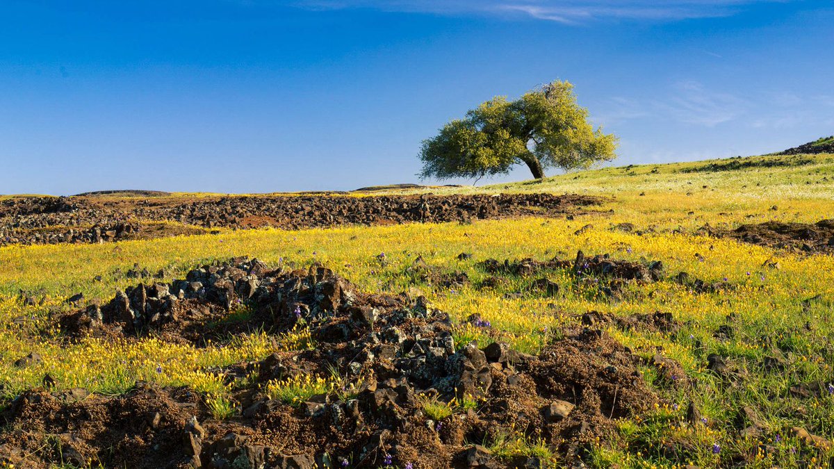 tpeakphotos's tweet photo. A lone oak stands over basalt rock and wildflowers at Table Mountain Ecological Preserve, Butte County, California — caught on an April morning walk with my wife when the hillside was at its best.
#TableMountain
#ButteCounty
#wildflowers
#tpeakphotos https://t.co/dg3lMkwRpc