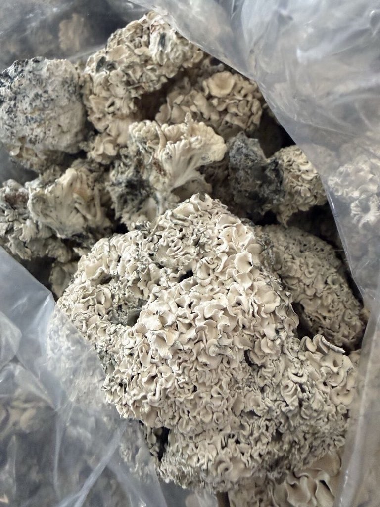Exoticsshelf's tweet photo. HYDRA (STRONGER THAN MUSHROOMS)
AMAZING REVIEWS! SUPER ELITE! CAN SHIP WITH MUSH GUMMIES/DMT CARTS/DMT POWDER!! ABSOLUTELY INSANE! FAST SHIPPING!

QP: $300
HP: $450
LB: $750
5+: $700

MIX AND MATCH WITH ANY EXOTIC MUSHROOM
Melbourne Sydney Brisbane weed

Telegram: icemanbuds https://t.co/o69LxvBSA1